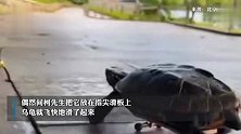 玩滑板的乌龟你见过吗？网友：快把兔子叫来再赛一次