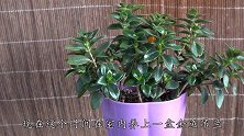 金鱼吊兰开花少，一把催花肥往里撒，再松松土，小金鱼突突冒