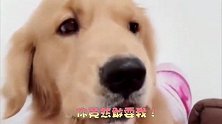 主人给狗狗吃虾条,狗狗发现自己被耍,瞬间怒了