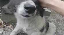 爱狗人士养了几十只流浪狗，每天要花很多钱，快养活不起了怎么办