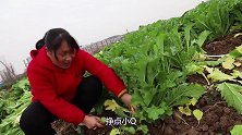 胖妹打零工卖力气，给大户人家搬蔬菜，肚子饿得咕咕叫，吃啥都香