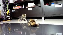 好呆萌的猫咪啊，这瞪着的大眼睛，真可爱！