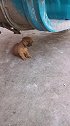 狗子：你快走吧，铲屎官不让我和陌生人玩儿！