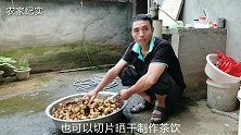 实拍野生黄精的炮制过程，九蒸九晒，工序复杂，成品香甜营养好