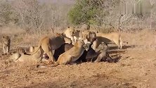 群狮撂倒一只大黑牛，牛群前来相救，狮子们看到牛群乖乖的走了