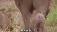 疣猪妈妈为救孩子，一头将豹子顶飞，母爱的强大让人敬佩