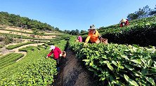 福建最早头春茶“霞浦元宵茶”开采