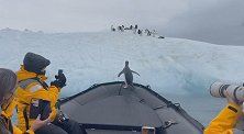 南极一只企鹅为躲避海豹跳上游船 搭顺风车回到冰山上
