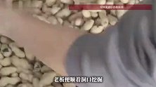 农资店频繁失窃，老板顺着墙上的洞口一挖傻眼了：老鼠搬走30斤花生种子堆成山