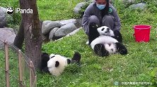 大熊猫饲养员有多给力？手能给熊按摩，腿能给熊作靠垫