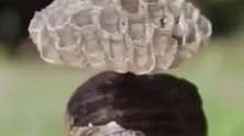 最惨的蜗牛，被黄蜂安窝在背上，你见过吗？