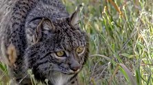 西班牙猞猁成了世上最稀有的猫科动物，科学家努力挽救他们的数量