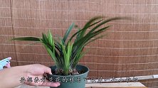养兰花，盆里埋1物，再加1次肥，苗儿肥壮叶子坚挺翠绿