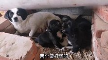 流浪狗来家15天，2只小狗竟然在打架，妈妈也不管，画面太搞笑