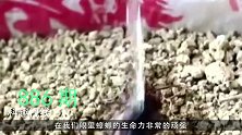 对核武器都免疫的生物死了！死于南极冰下的神秘世界里