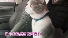 猫咪出去玩一趟，回来就变“公公”？喵星人怒了！