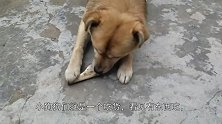 萌翻了！狗狗吃面包被粘牙，小狗：大面包比脸大，太难啃！
