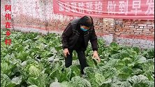 老豆腐炖白菜，如何才能更好吃，素菜也有比肉菜下饭的时候！