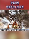 陕西宝鸡：小可爱下山觅食！游客赏雪偶遇野生川金丝猴