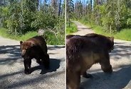 美国：一巨大灰熊在游客面前走来走去，导游冷静打招呼安抚情绪