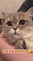 你舅不能哄哄我吗！！！！！哼！猫 萌宠