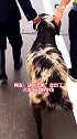 一只盐池滩羊奔上高速，被工作人员无情抓走。网友：这“手抓”走出了六亲不认的步伐！国家一级抬杠运动员（实习）