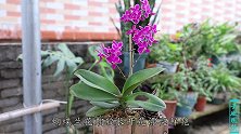 蝴蝶兰烂根后，2个小技巧快速长根，救活太简单了