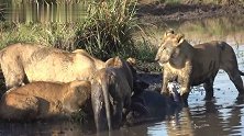 角马淹死在泥塘中，成了狮群的免费大餐