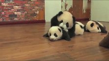 熊猫宝宝去巡场，有路不走非要挨个踩着过，太皮了