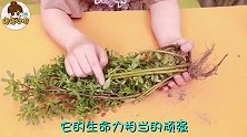 把马齿苋移植花盆里，比绿萝好看百倍，回家试试