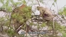 难以置信！一只猴子跑到屋顶放风筝，网友：成精了？