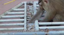 当爹带娃的真实写照！看雄狮带孩子，才知道什么叫做坑孩儿