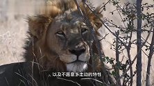河流雄狮联盟：老当益壮的13岁狮王，捕猎长颈鹿，功亏一篑