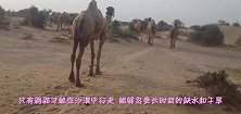 动物园发现一只“无头”的骆驼，当它一转身，众人捧腹大笑