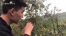 小伙上山偶遇外地人摘柿子，采摘工具如此特别？摘了满满几箩筐！