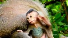 小猴子对猴妈的屁股很好奇，还去摸一摸，搞笑