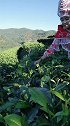 少数民族姑娘边采茶边唱山歌，真是太好听了