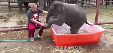 饲养员正冲洗马路，小象跑过来要求给他洗澡，画面太搞笑了