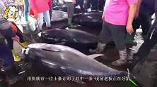 海鲜店刚捕获的蓝鳍“金枪鱼”，一条就有900斤，卖完换宝马