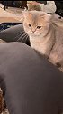 小猫咪吃起醋来可不是闹着玩的恶龙咆哮 猛男必看