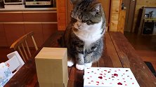送给猫咪的礼物，看这猫咪好奇的小样子，也是很欢喜的啊！