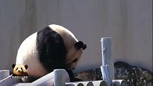 熊猫良浜上扭下扭，左摇右晃，蹭痒蹭到停不下来，好搞笑