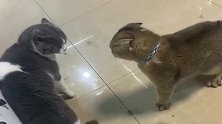 猫：别推我，不知道我怂吗