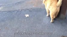 一只猫在桥头伺机而动，接下来一幕，让人直呼太精彩