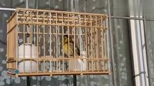 养了三年的黄鸟终于开口大叫了，隔壁邻居很喜欢，非要叫我卖给他
