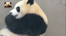熊猫团子悠闲自在地享受美妙的早餐时光，好乖巧的样子
