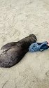 中国游客拖鞋拍打海狗驱赶回海：连续打头十多次