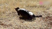 两只猫干仗，花猫一看就知道不是好惹的，抱着对手就是一顿猛踹