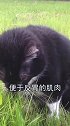 猫吃鱼为什么不会卡刺？简直是种族天赋啊，涨知识了！