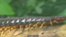 世界最长的蜈蚣，不仅体型大而且有剧毒，竟能秒杀毒蝎